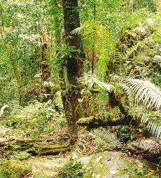Rain Forest Floor