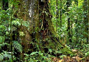 Destroyed Rain Forest