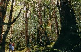 Understory