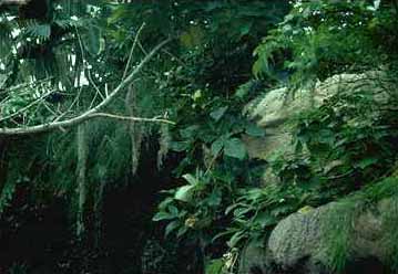 Rain Forest