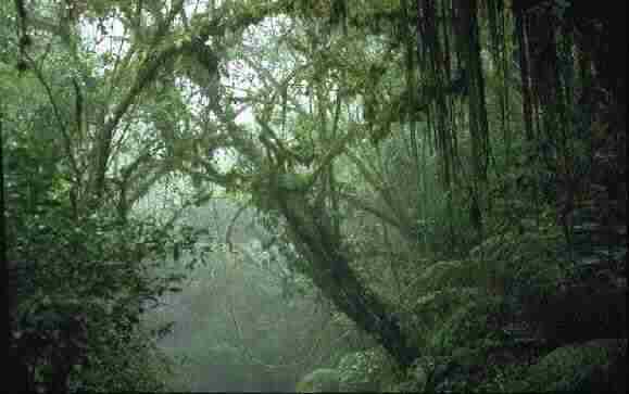 Rain Forest