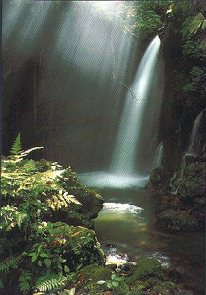 Rain Forest Understory