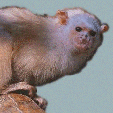 Silver Marmoset