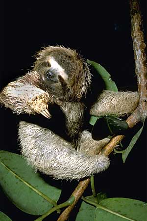 Three-Toed Sloth