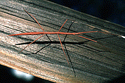 Walking Stick