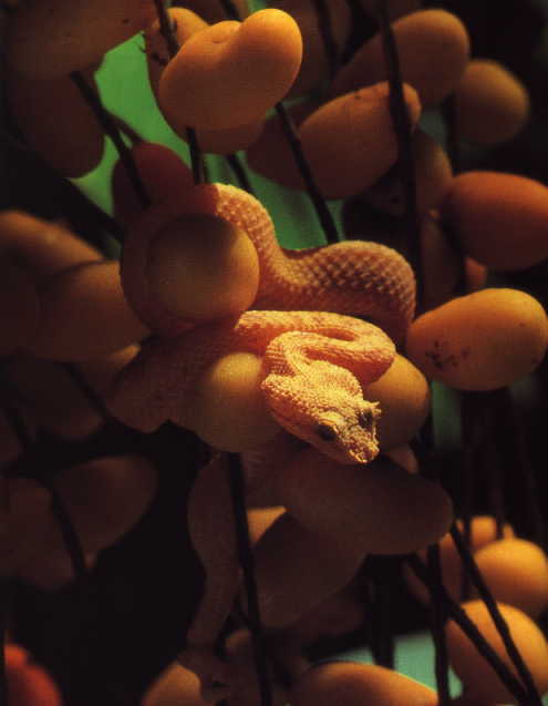 Yellow Eyelashviper