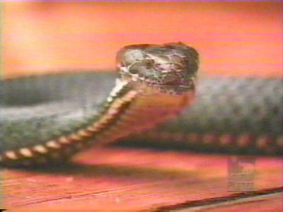 a deadly snake