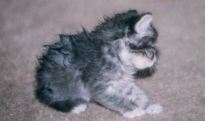 baby1.jpg - 9273 Bytes