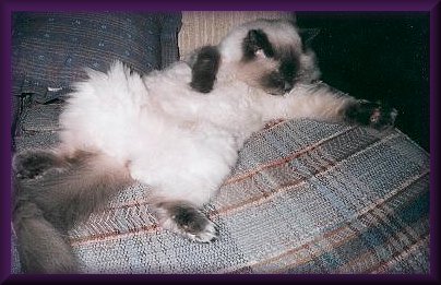 belly1.jpg - 32655 Bytes