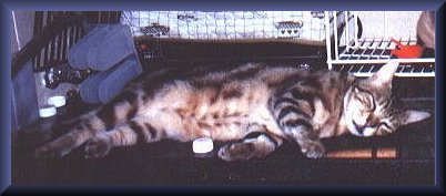 SeamusBelly.jpg - 19863 Bytes