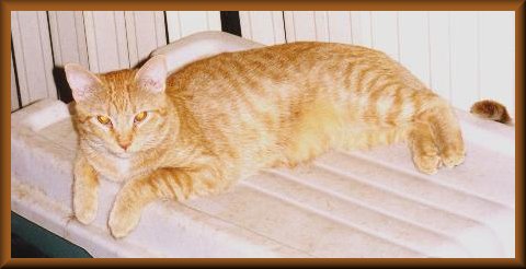 Tigger.JPG - 25456 Bytes