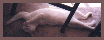 daffney1.gif - 35073 Bytes