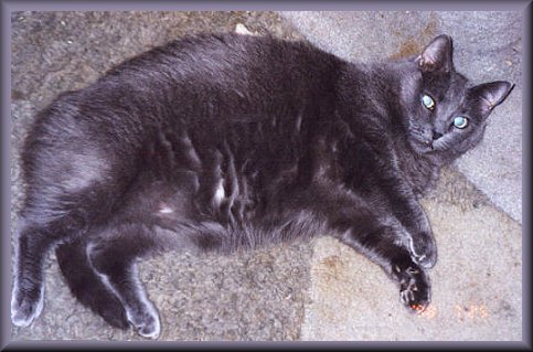 Gizzy(kat).jpg - 42186 Bytes