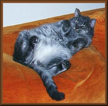 graycbelly2.jpg - 32269 Bytes