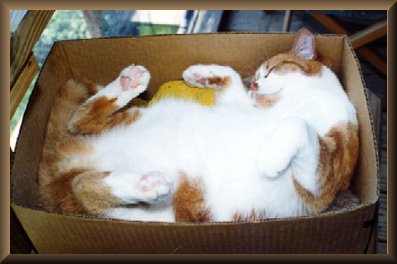 hobiebox.jpg - 22994 Bytes