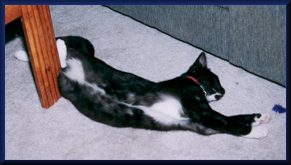 ittybittybelly1.jpg - 40719 Bytes