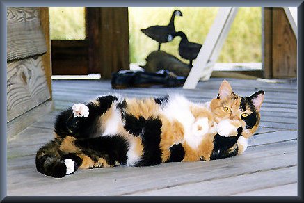 katiebelly.jpg - 35540 Bytes