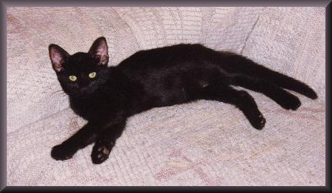 sammycouch.JPG - 35940 Bytes