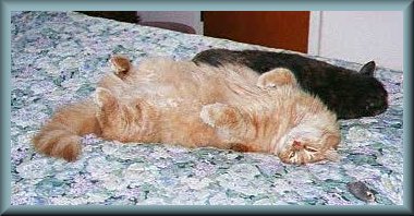 sbabybelly.jpg - 26566 Bytes