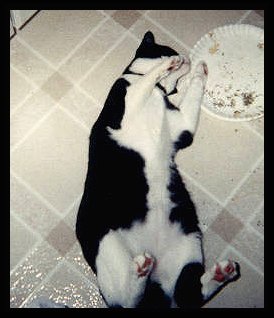 temmebelly.jpg - 19455 Bytes