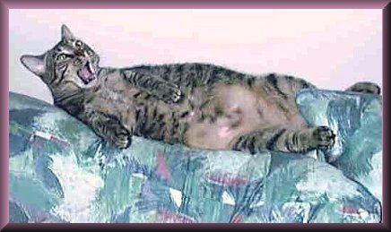 tigger1.jpg - 29801 Bytes