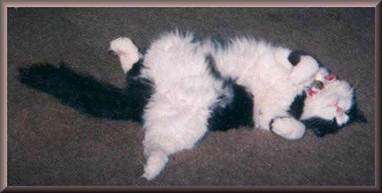 tux2.jpg - 26044 Bytes