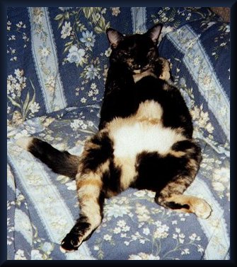 twinkinchair.jpg - 23421 Bytes