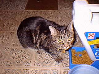 buttons.gif - 68228 Bytes