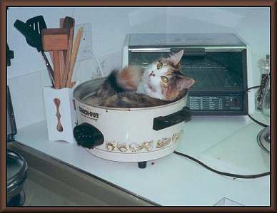 callie71cv.jpg - 15258 Bytes