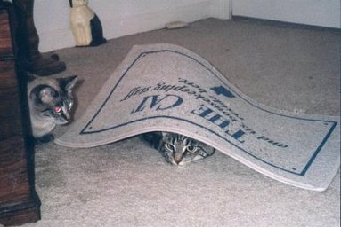 sassyarg1.jpg - 23111 Bytes
