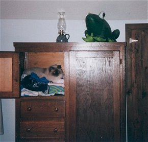 shroomiefrog1.jpg - 17504 Bytes