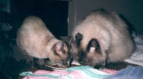 shroomiesassy2.jpg - 14182 Bytes