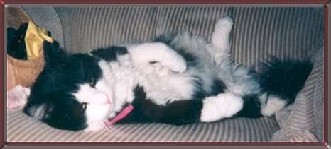 tuxcv1.jpg - 13853 Bytes
