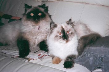 ccinasamantha1.jpg - 20667 Bytes