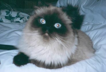 ccino1.jpg - 18535 Bytes