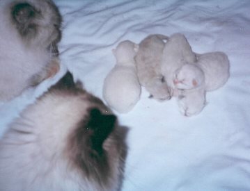 ccinosambabies1.jpg - 16559 Bytes