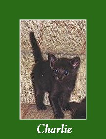 Charlie2.JPG - 15960 Bytes