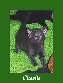 Charlie3.JPG - 19248 Bytes