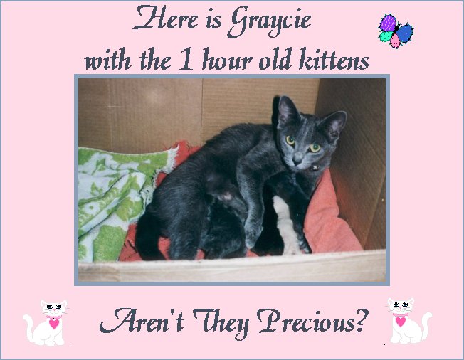 graycie1fr.jpg - 56736 Bytes
