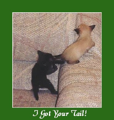 I got your tail.JPG - 44403 Bytes