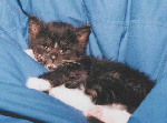 ittybitty1