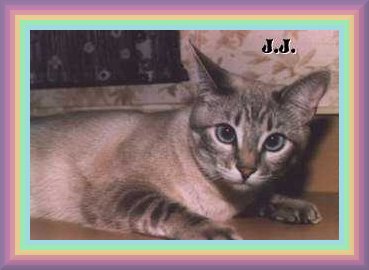 jjcat1.jpg - 19494 Bytes