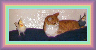 joey2.gif