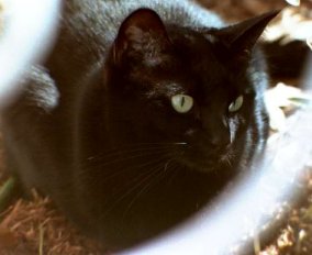 keena1.jpg - 12193 Bytes