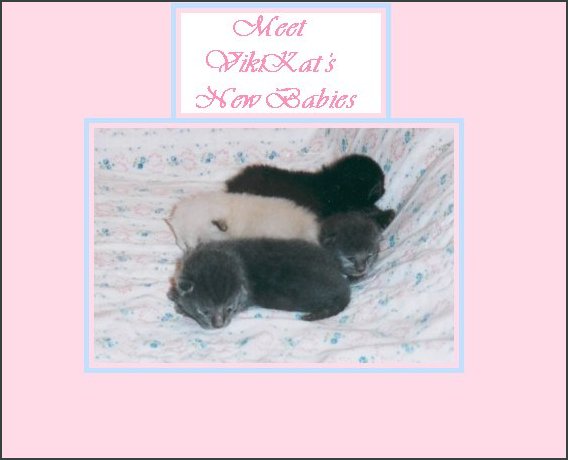 kittens1fr.jpg - 29253 Bytes