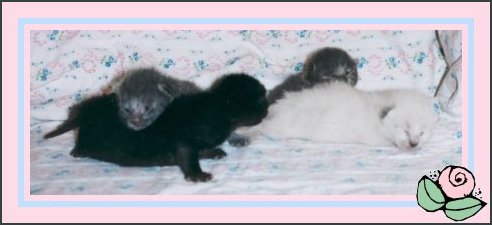 kittens3fr.jpg - 22171 Bytes