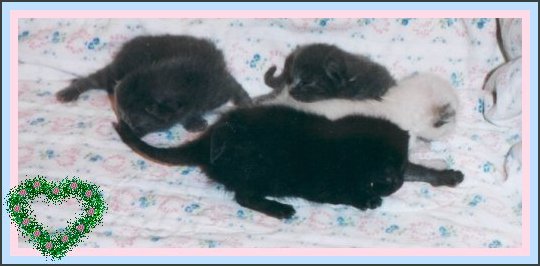 kittens4fr.jpg - 30272 Bytes