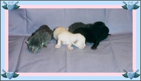kittens7fr.jpg - 23615 Bytes