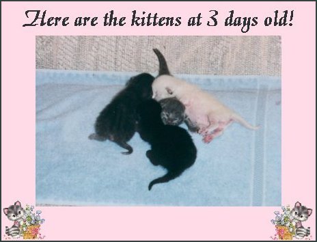 kittens8fr.jpg - 30568 Bytes