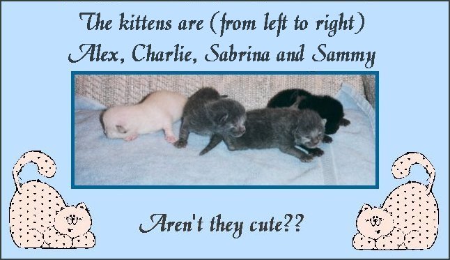 kittensfr2.jpg - 59640 Bytes